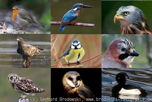 Vogelarten bestimmen, Einheimische Vögel erkennen & Beschreibung